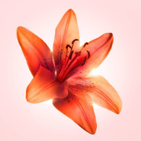 Flowerbomb Tiger Lily Eau de Parfum 50 ml