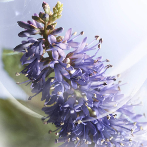 La Vie Est Belle Iris Absolu Eau De Parfum 100 ml