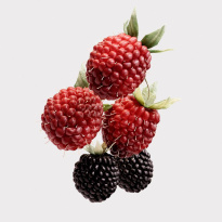 Her Eau De Parfum For Women 50ml