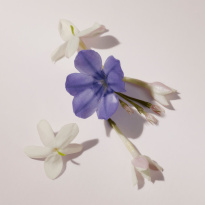 Her Eau De Parfum For Women 50ml