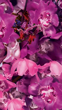 Ginza Murasaki Eau De Parfum 30 ml