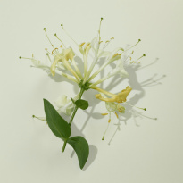 Her Eau De Toilette For Women 50ml