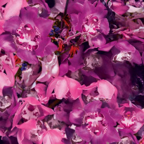 Ginza Murasaki Eau De Parfum 50 ml