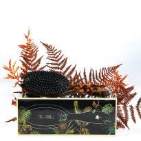 Boar & Nylon Brush Turtle Medium