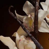 The One Eau de Parfum Intense 75ml