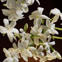 The One Eau de Parfum Intense 75ml