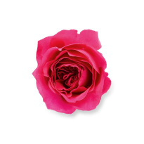 Because It's You Eau De Parfum 100ml