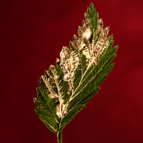 BOSS Alive Absolu Eau De Parfum Intense 50 ml