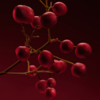 The Scent for Her Elixir Eau De Parfum 50 ml