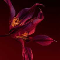 The Scent for Her Elixir Eau De Parfum 50 ml