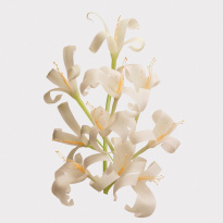 Her Eau De Toilette 30 ml