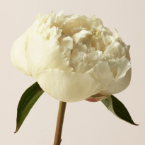 London For Women Eau De Parfum 30 ml