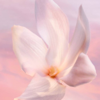 La Vie Est Belle Vanille Nude Eau De Parfum 100ml