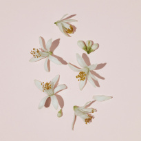 Her Intense Eau De Parfum 30 ml