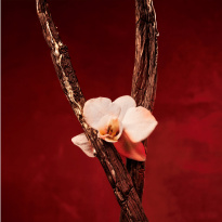 BOSS Alive Absolu Eau De Parfum Intense 30 ml