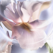 La Vie Est Belle Iris Absolu Eau De Parfum 100 ml